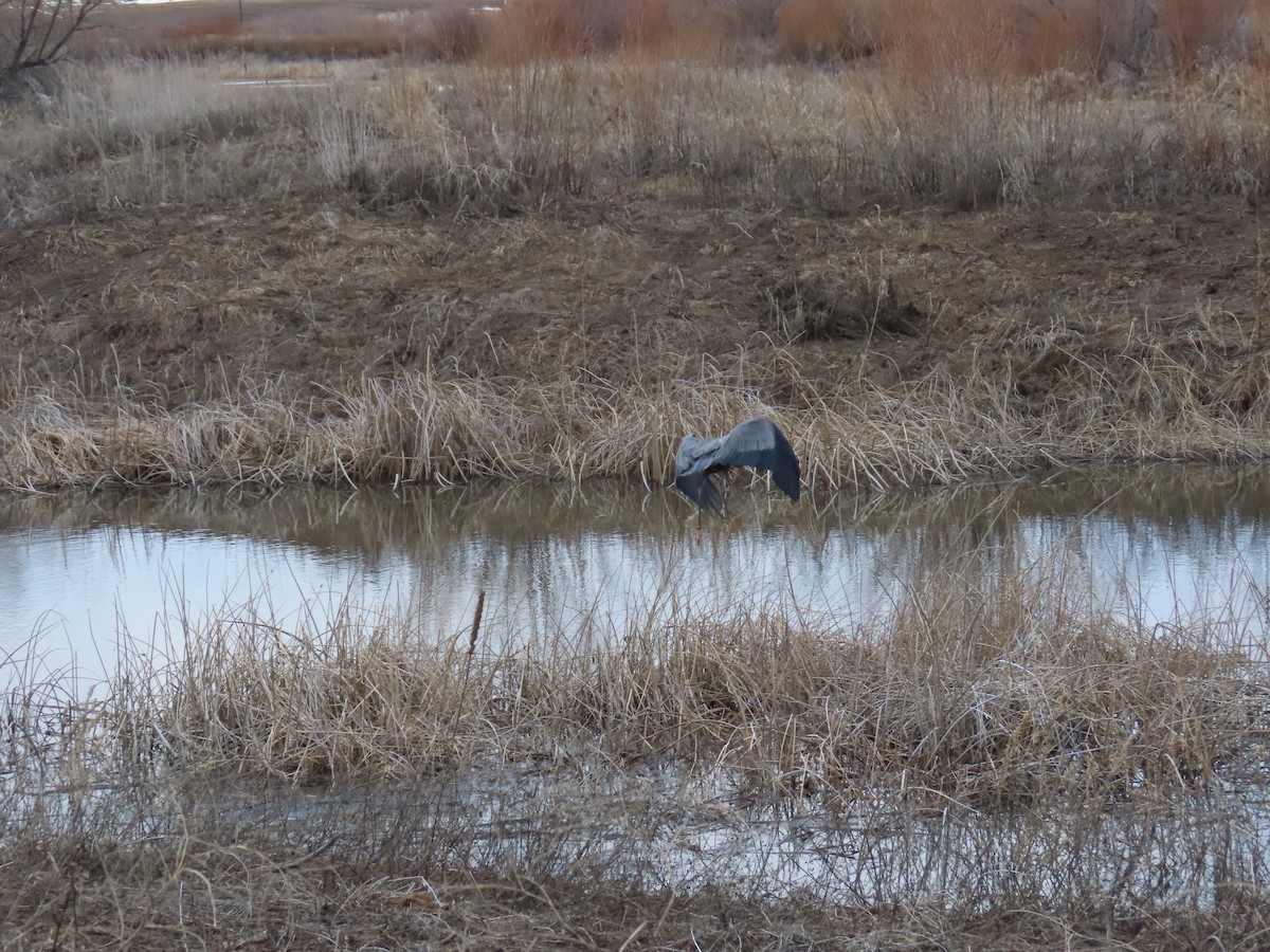 Great Blue Heron - Kathy Eklund