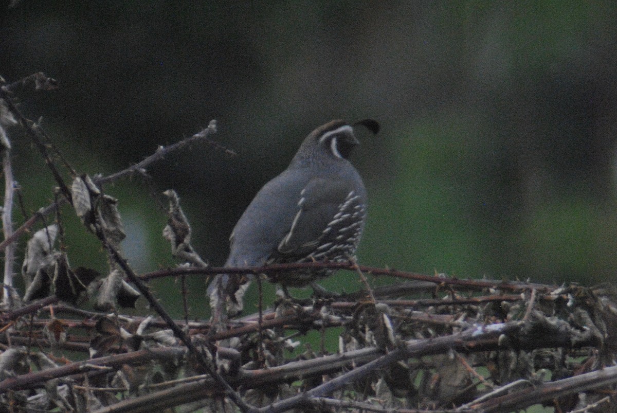 California Quail - ML56051041