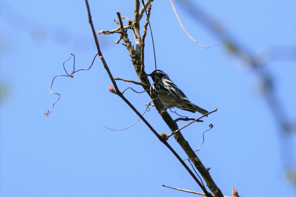 Black-and-white Warbler - B E