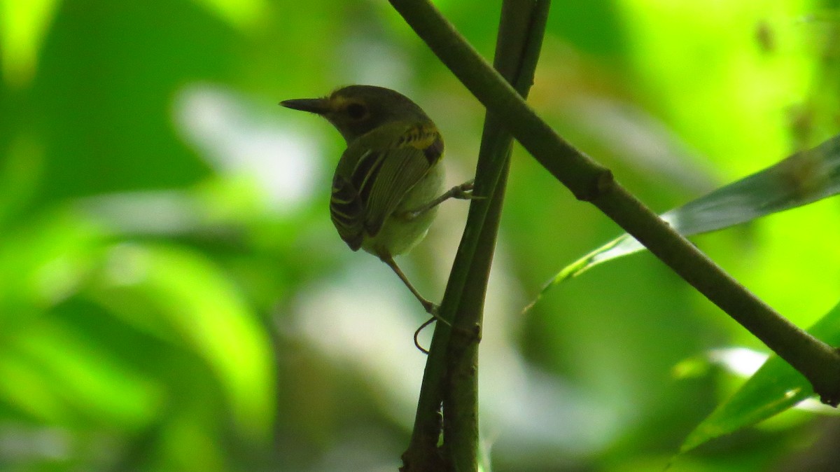 Rusty-fronted Tody-Flycatcher - Jorge Muñoz García   CAQUETA BIRDING