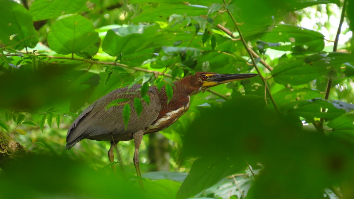 Rufescent Tiger-Heron - Jorge Muñoz García   CAQUETA BIRDING