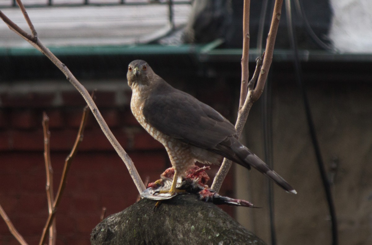 Cooper's Hawk - ML560511291