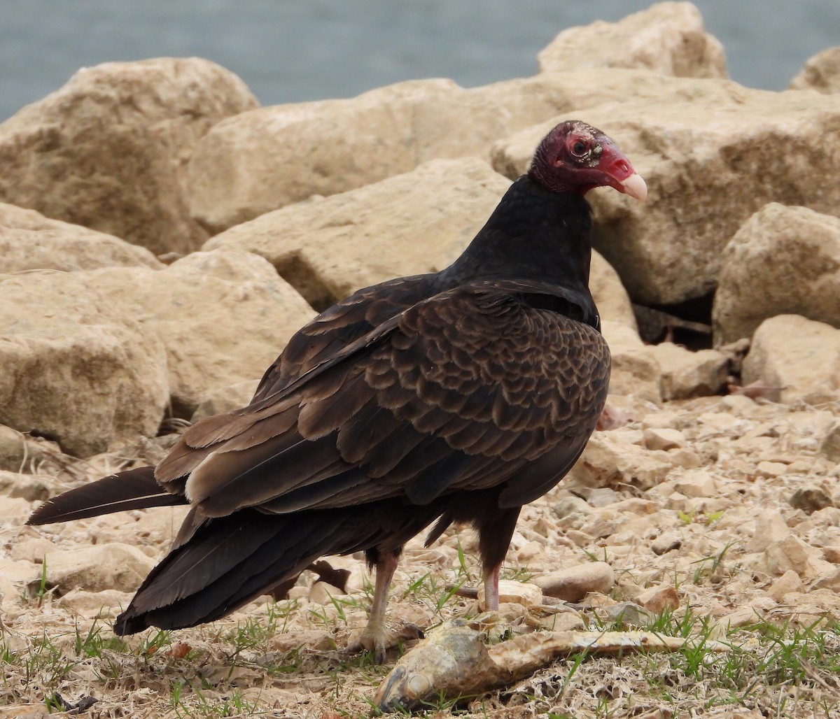 Turkey Vulture - ML560511431