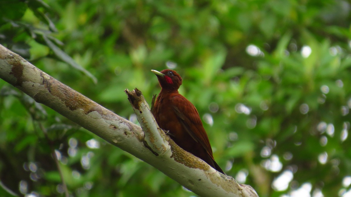 Chestnut Woodpecker - Jorge Muñoz García   CAQUETA BIRDING