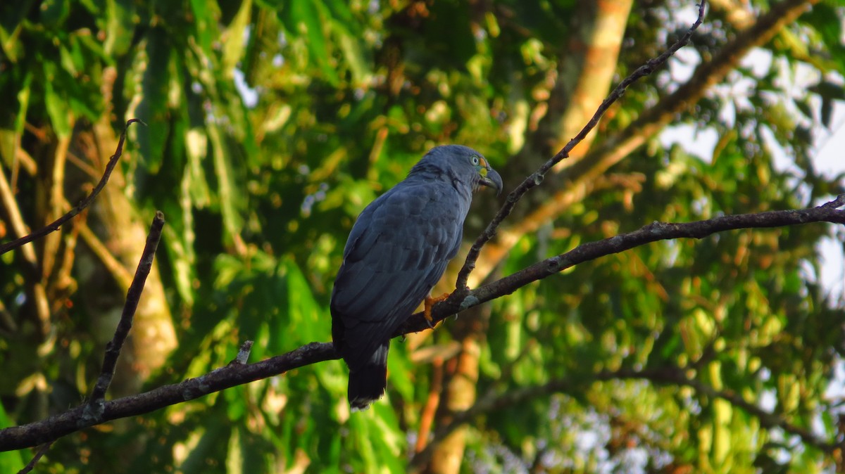 Hook-billed Kite - ML56051271