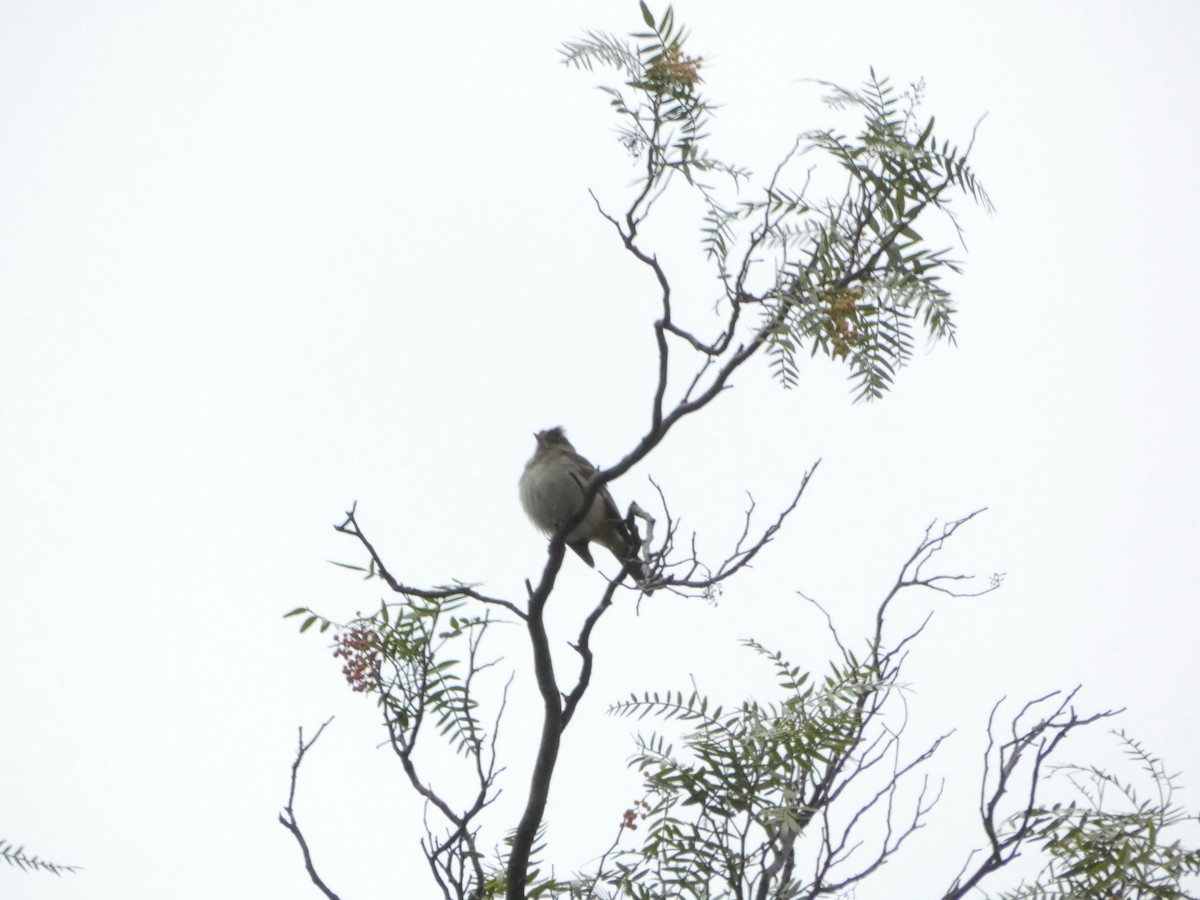 White-crested Elaenia - ML560513371