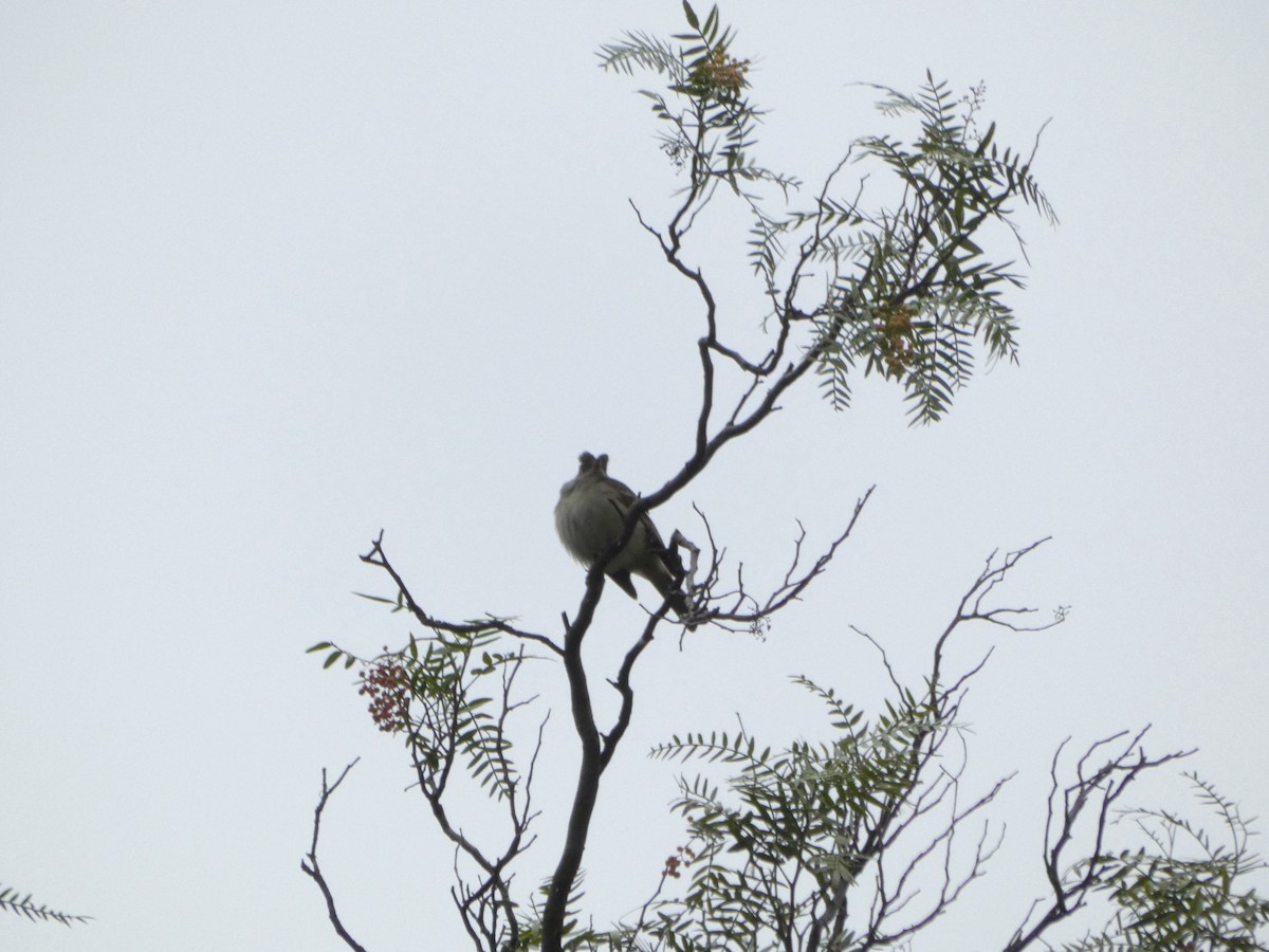 White-crested Elaenia - ML560513391