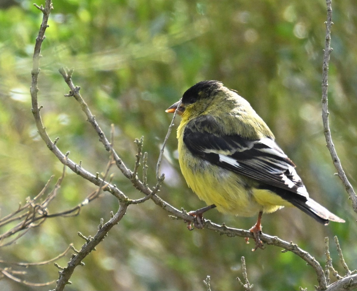 Lesser Goldfinch - ML560513461