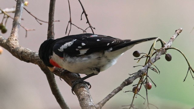 Rose-breasted Grosbeak - ML560513571