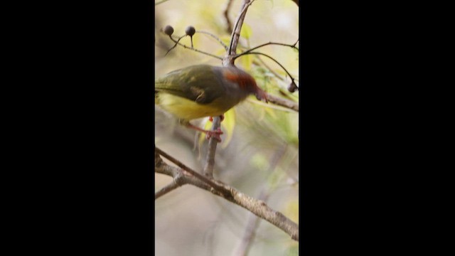 Rufous-browed Peppershrike (Northern) - ML560513771