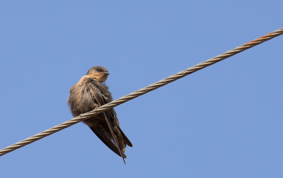 Rock Martin - ML560513841