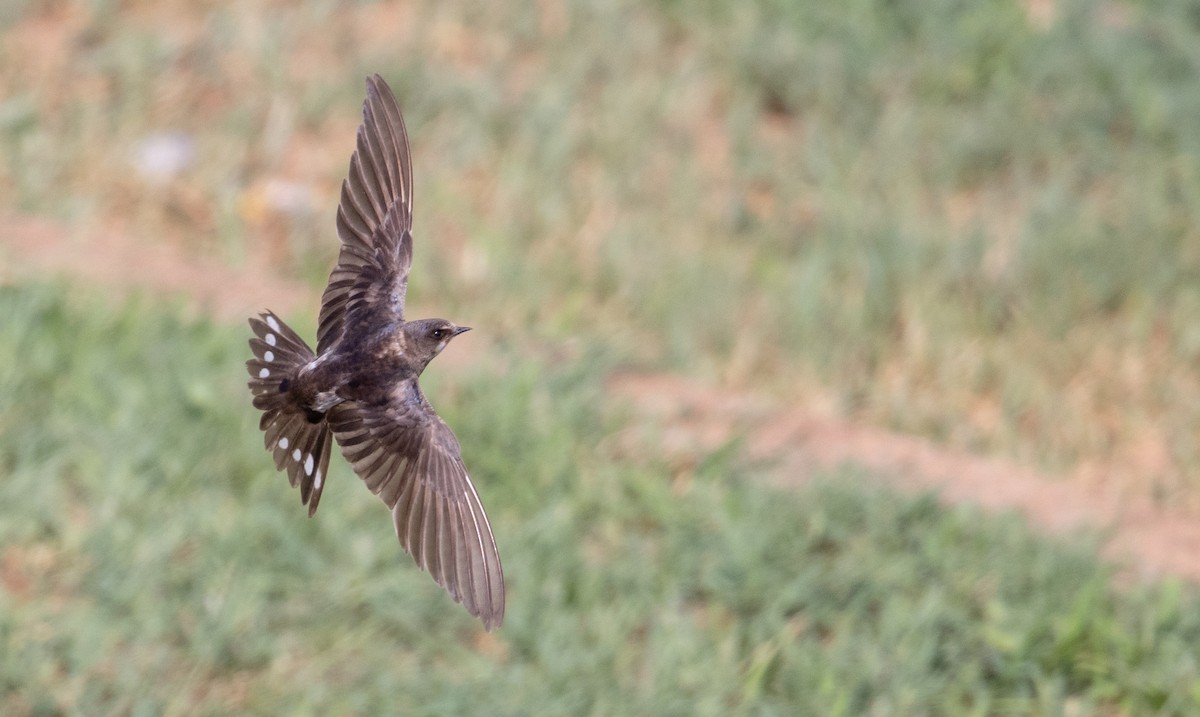 Barn Swallow - Ian Davies