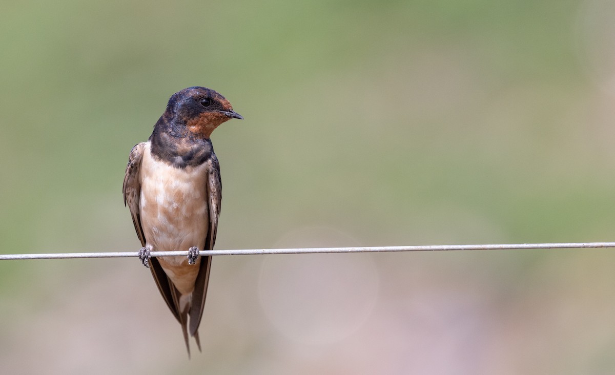 Barn Swallow - ML560513921