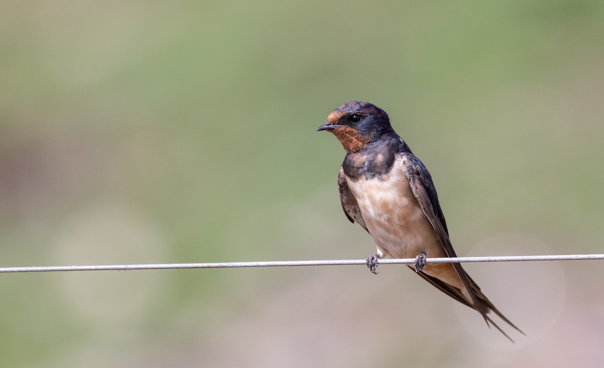 Barn Swallow - ML560513931