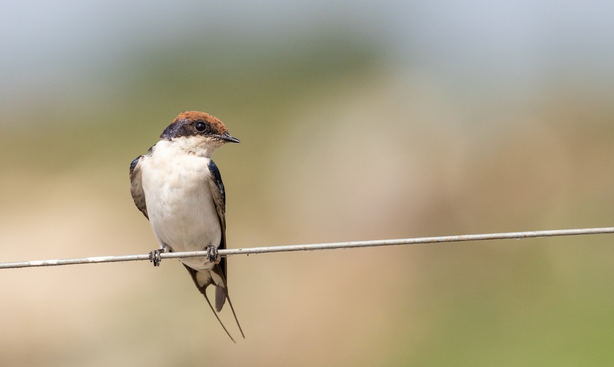 Wire-tailed Swallow - ML560514001