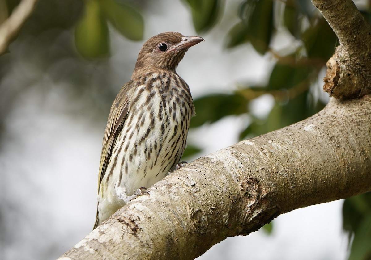 Australasian Figbird - ML560514091