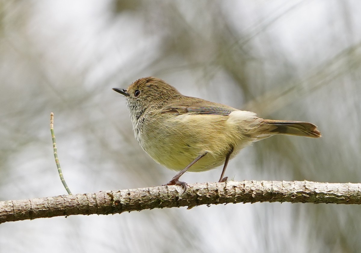 Brown Thornbill - ML560514111