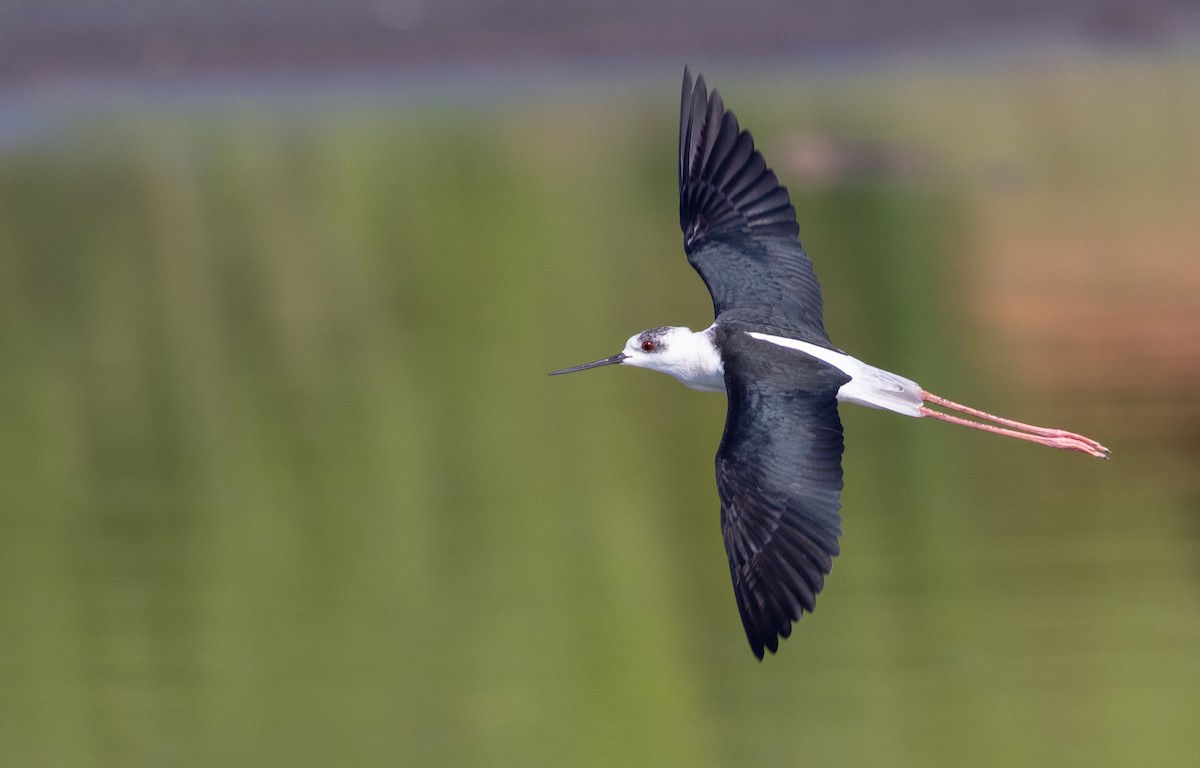 Black-winged Stilt - ML560514131