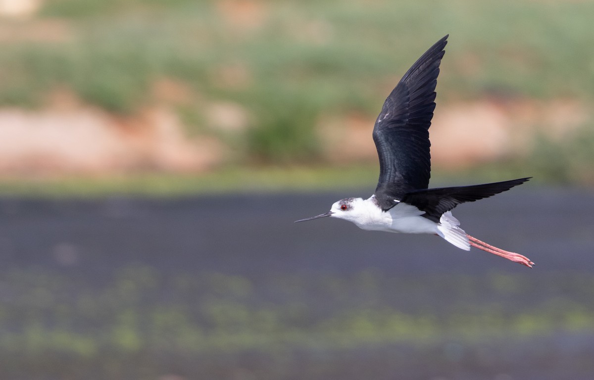 Black-winged Stilt - ML560514141