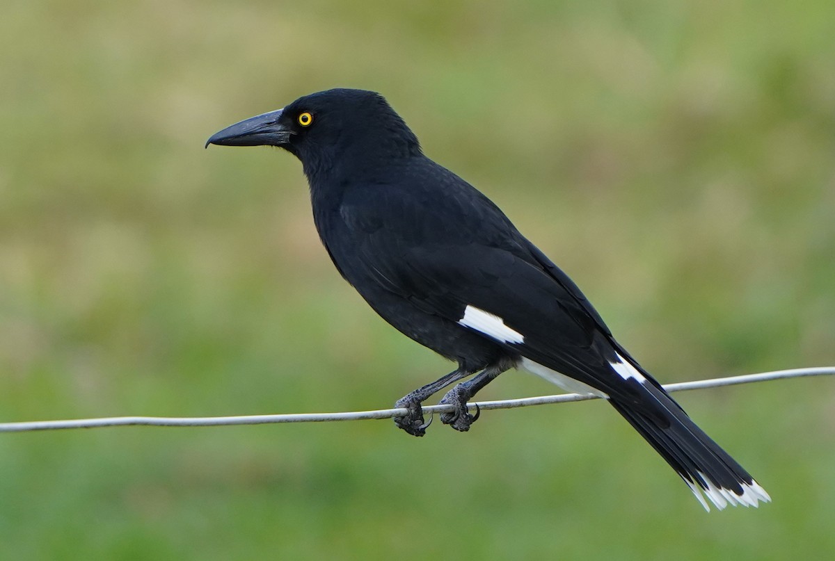 Pied Currawong - ML560514451