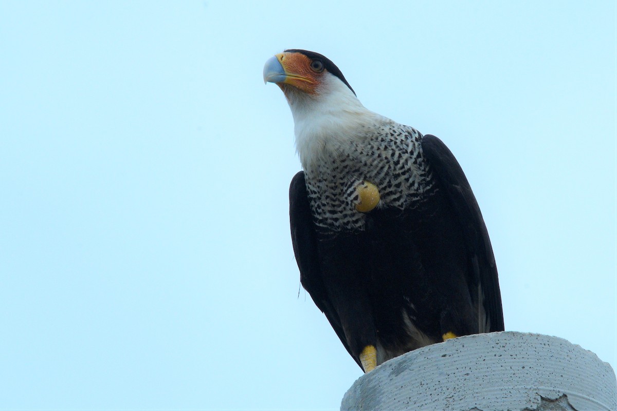 Caracara huppé - ML560514741