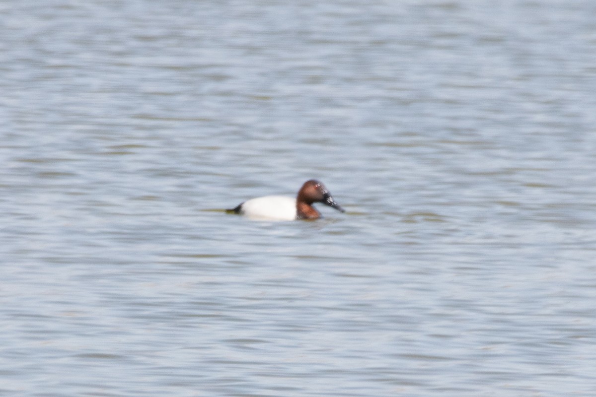 Canvasback - Jeremy Cowan