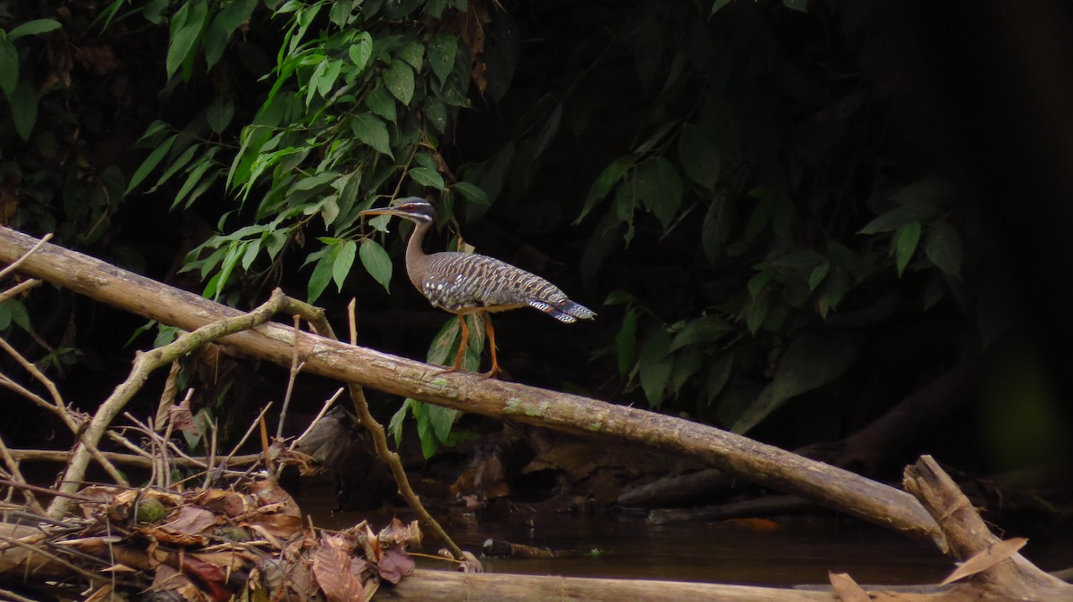 Sunbittern - ML56051571