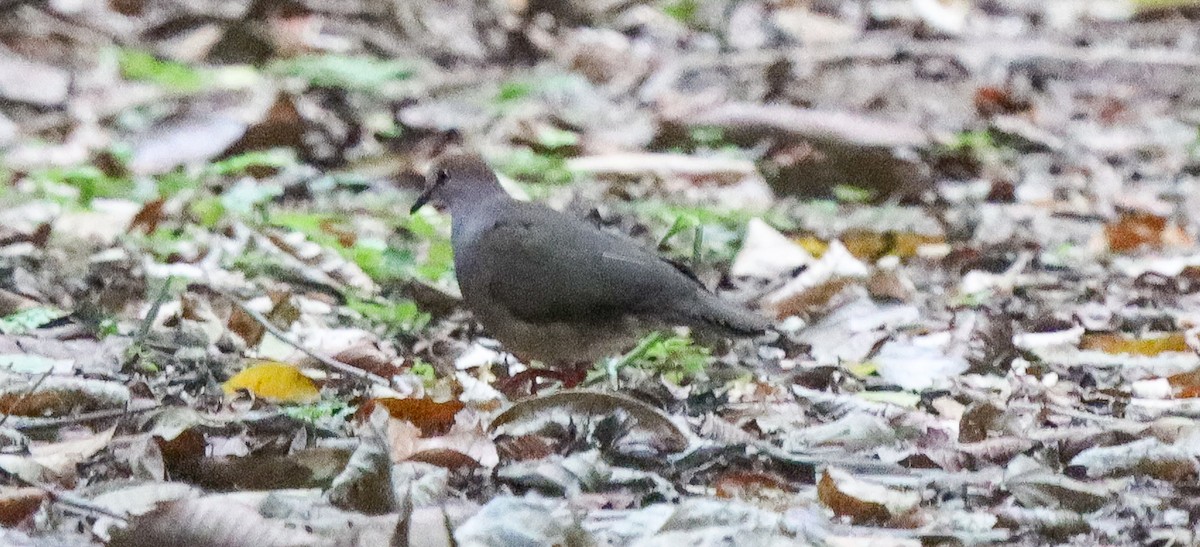 Gray-chested Dove - ML560517521