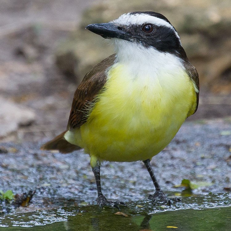 Great Kiskadee - ML560517571