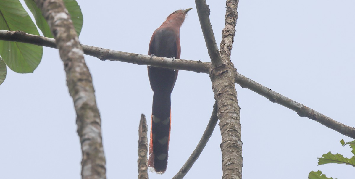 Squirrel Cuckoo - robert bowker