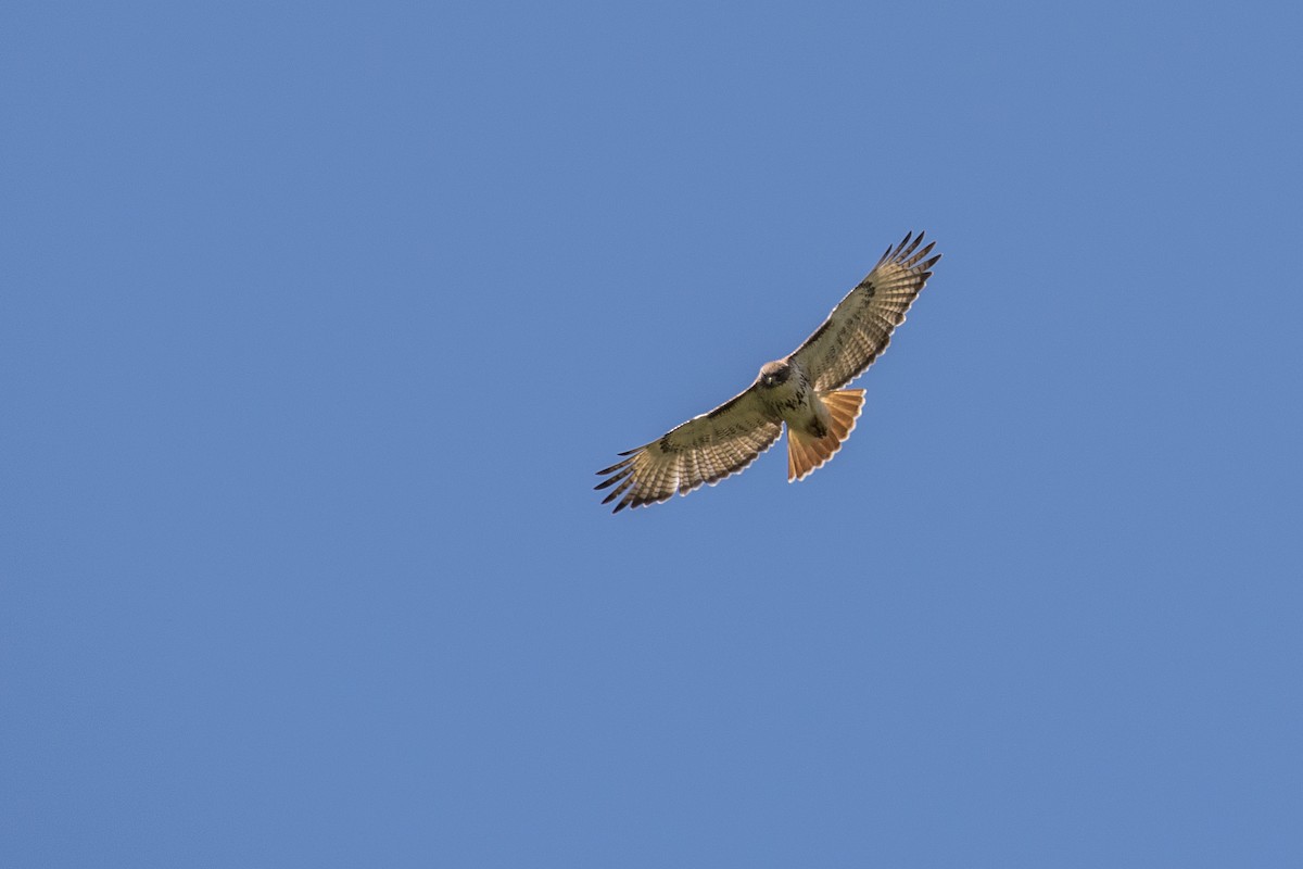Red-tailed Hawk (borealis) - ML560518961