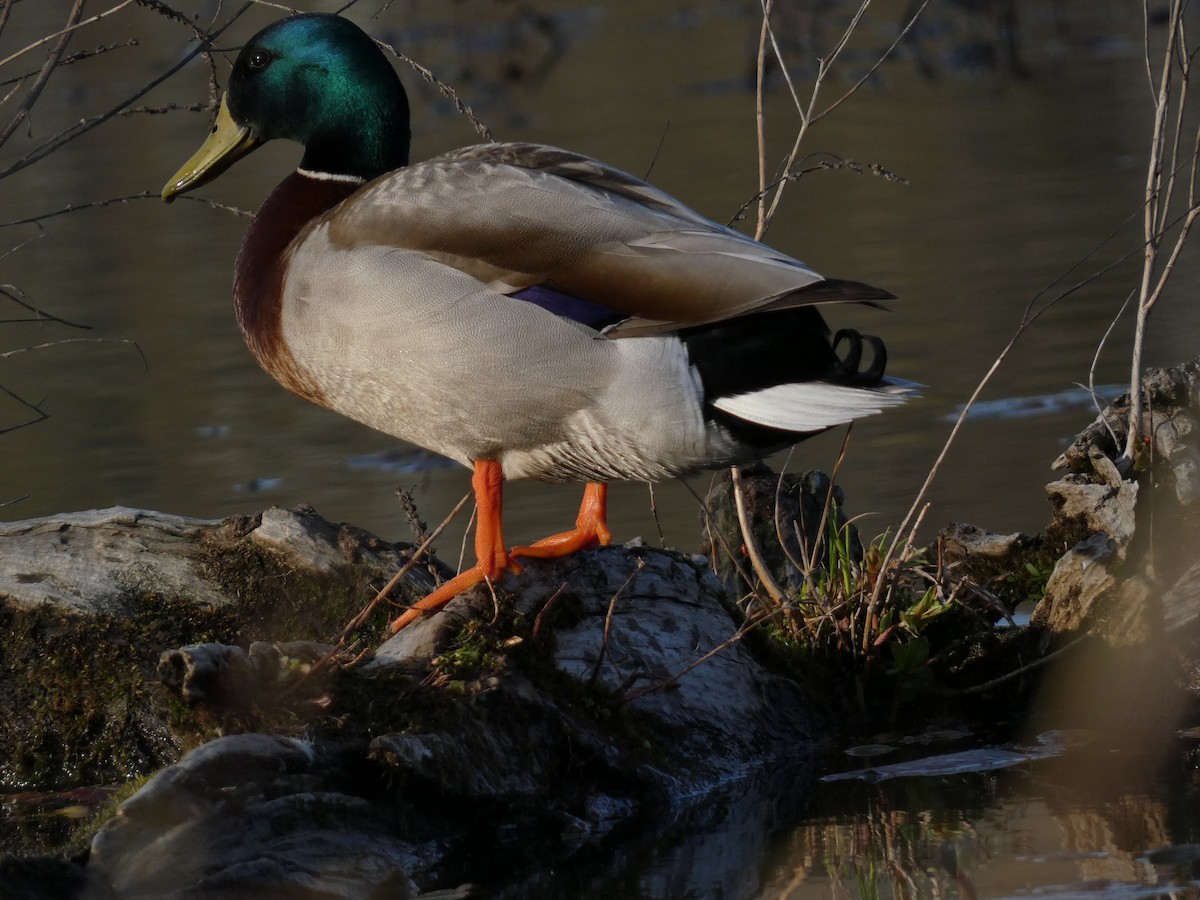 Mallard - Irene Cody