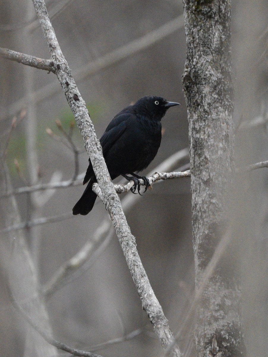 Rusty Blackbird - ML560520261