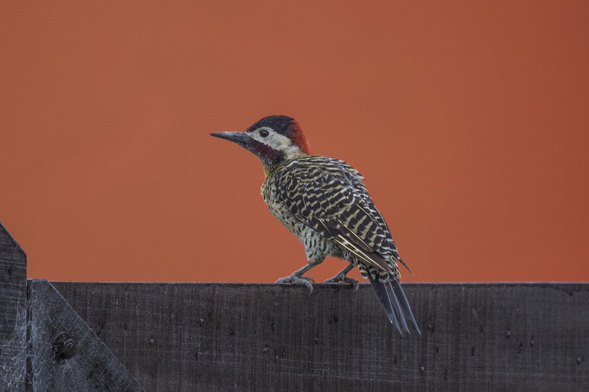 Green-barred Woodpecker - ML560520551