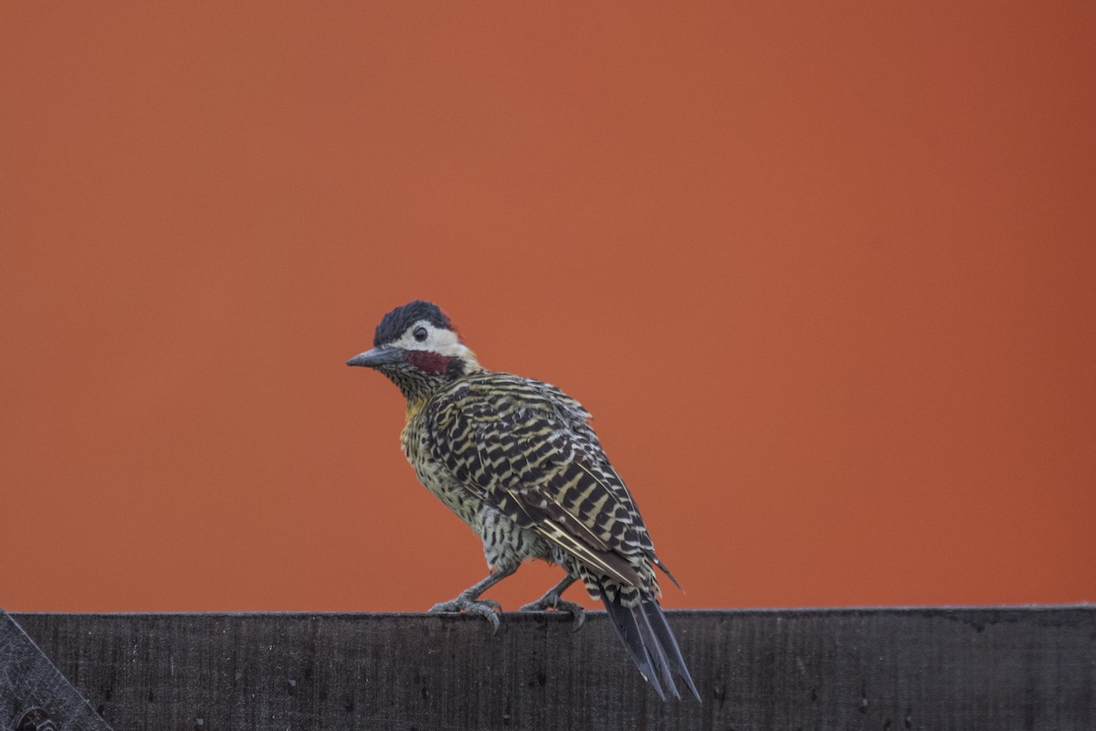 Green-barred Woodpecker - ML560520571