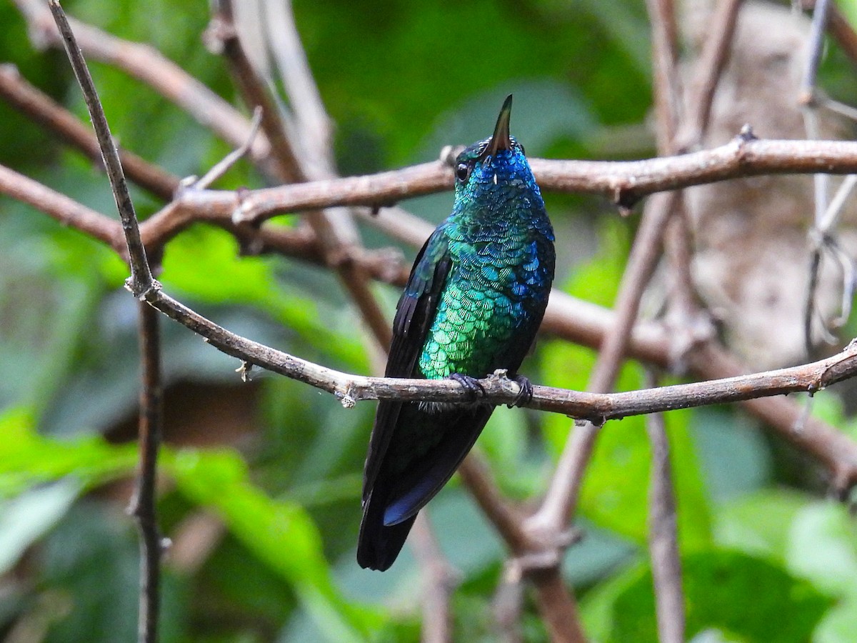 kolibřík modrobradý - ML560520791