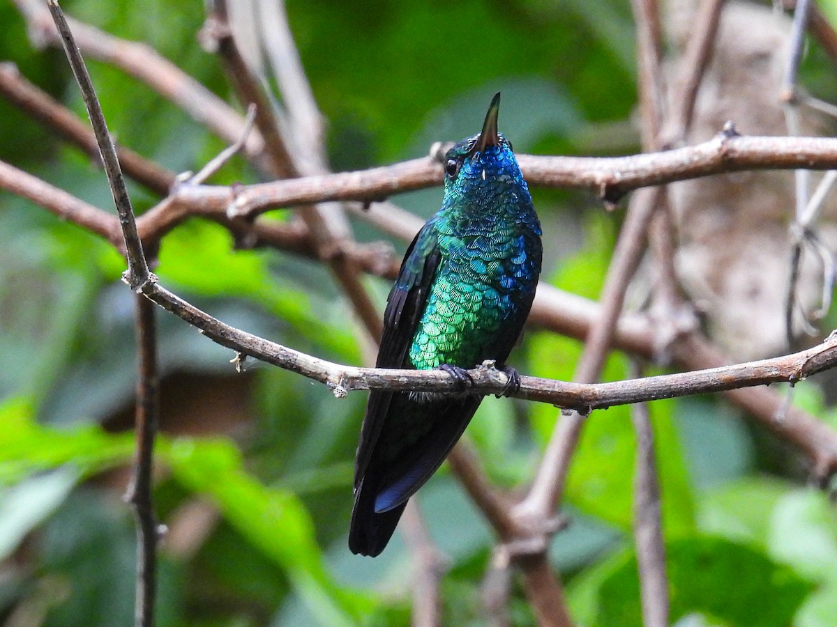 Blue-chinned Sapphire - ML560520791