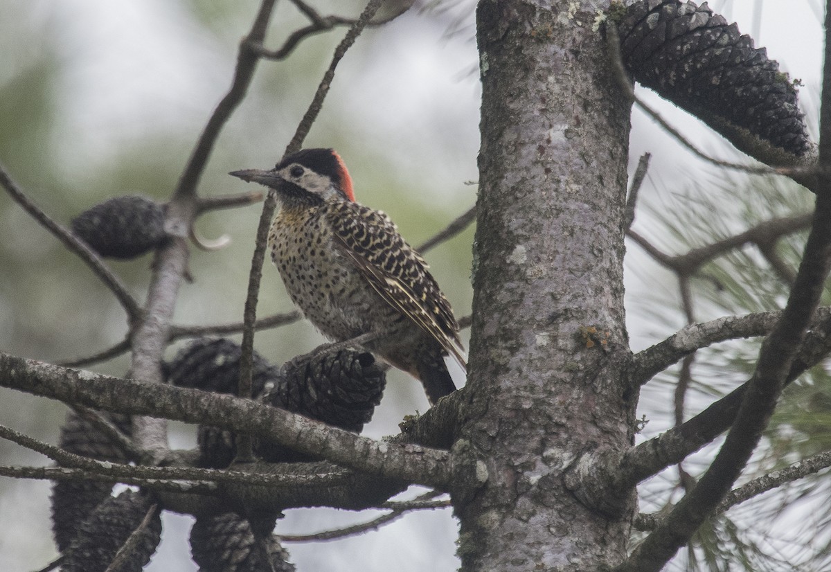 Green-barred Woodpecker - ML560521171