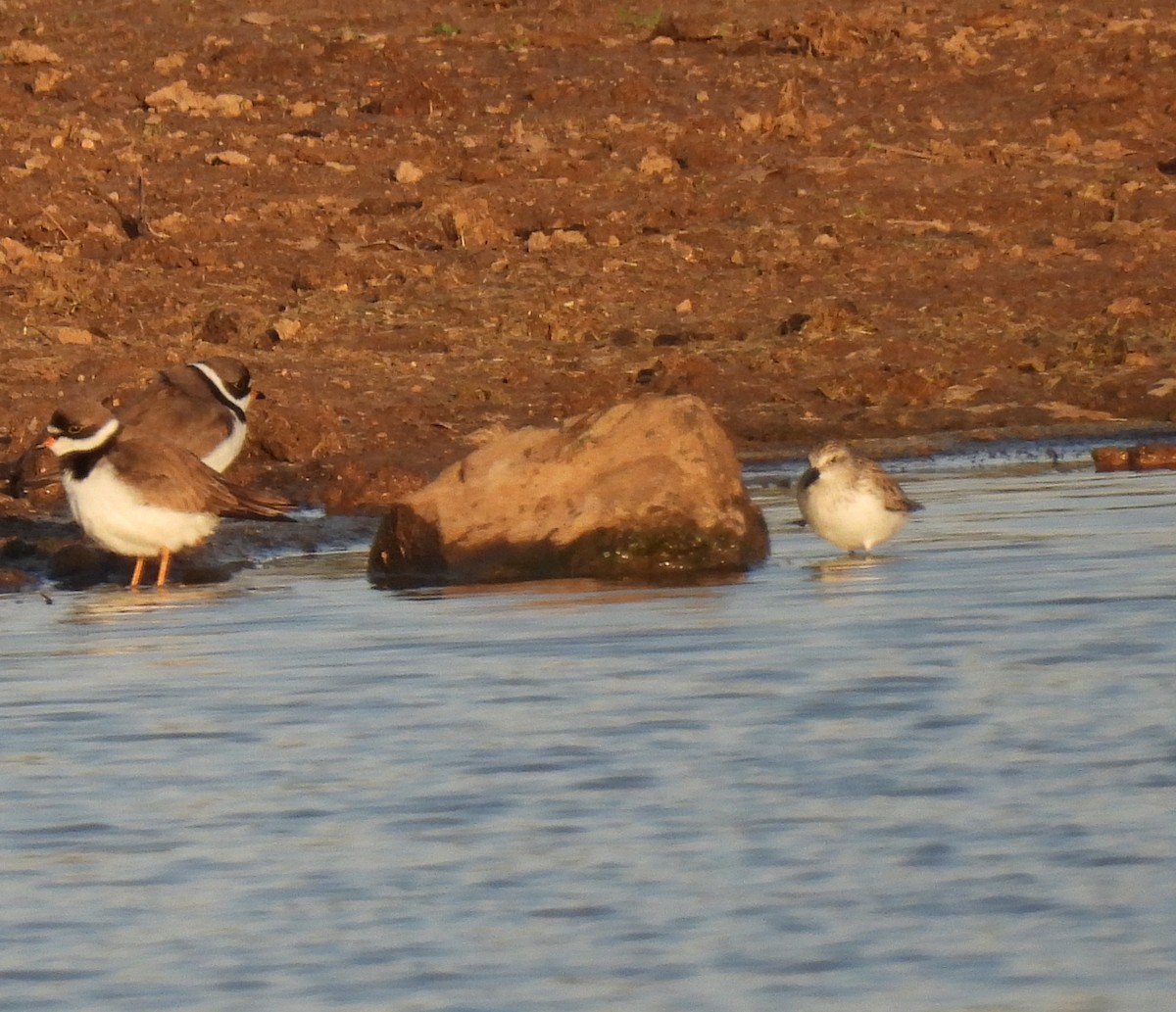 Semipalmated Sandpiper - Jeff Gardner