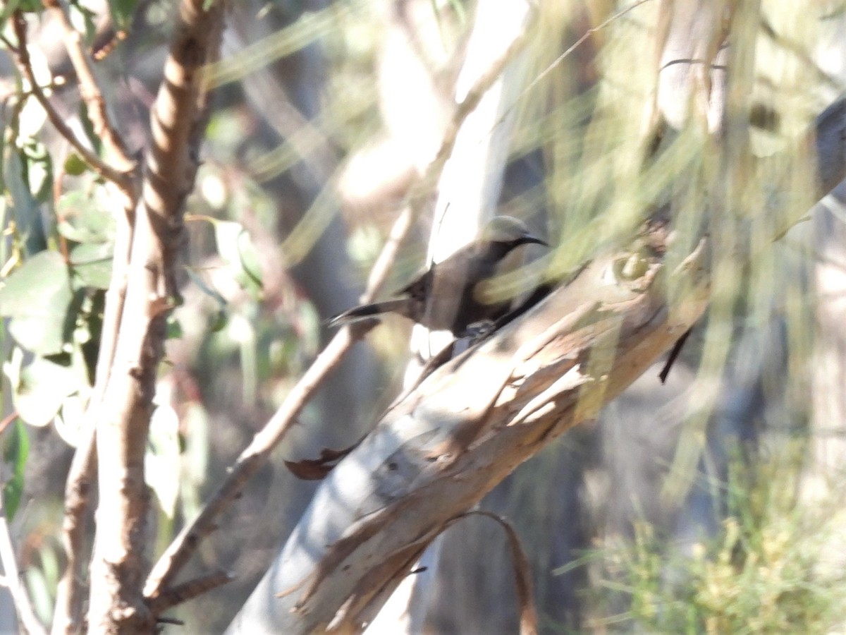 Gray-crowned Babbler - ML560522201