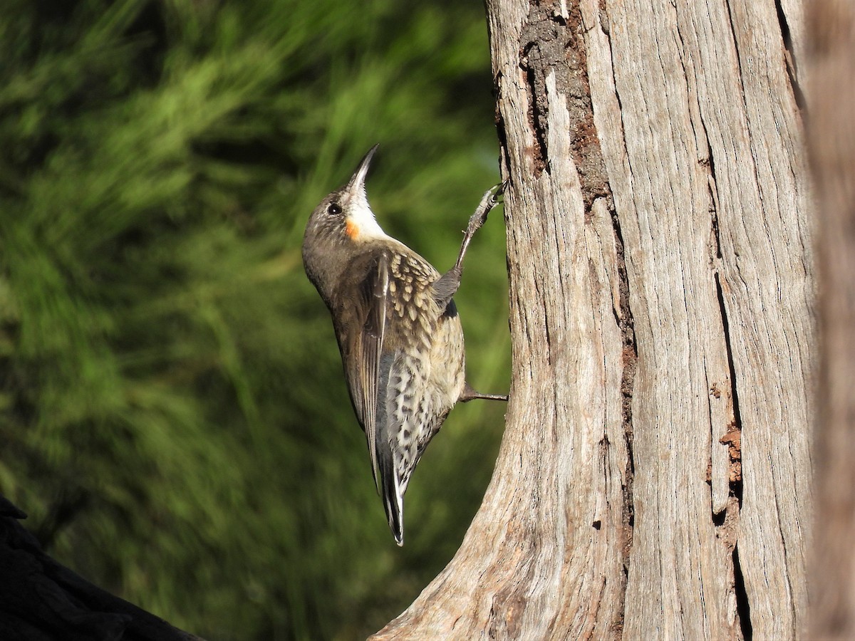 White-throated Treecreeper - ML560522731