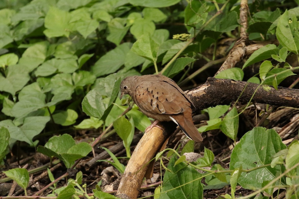 Ruddy Ground Dove - ML560522891