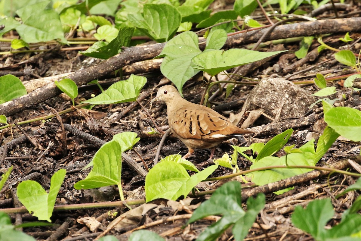 Ruddy Ground Dove - ML560523291