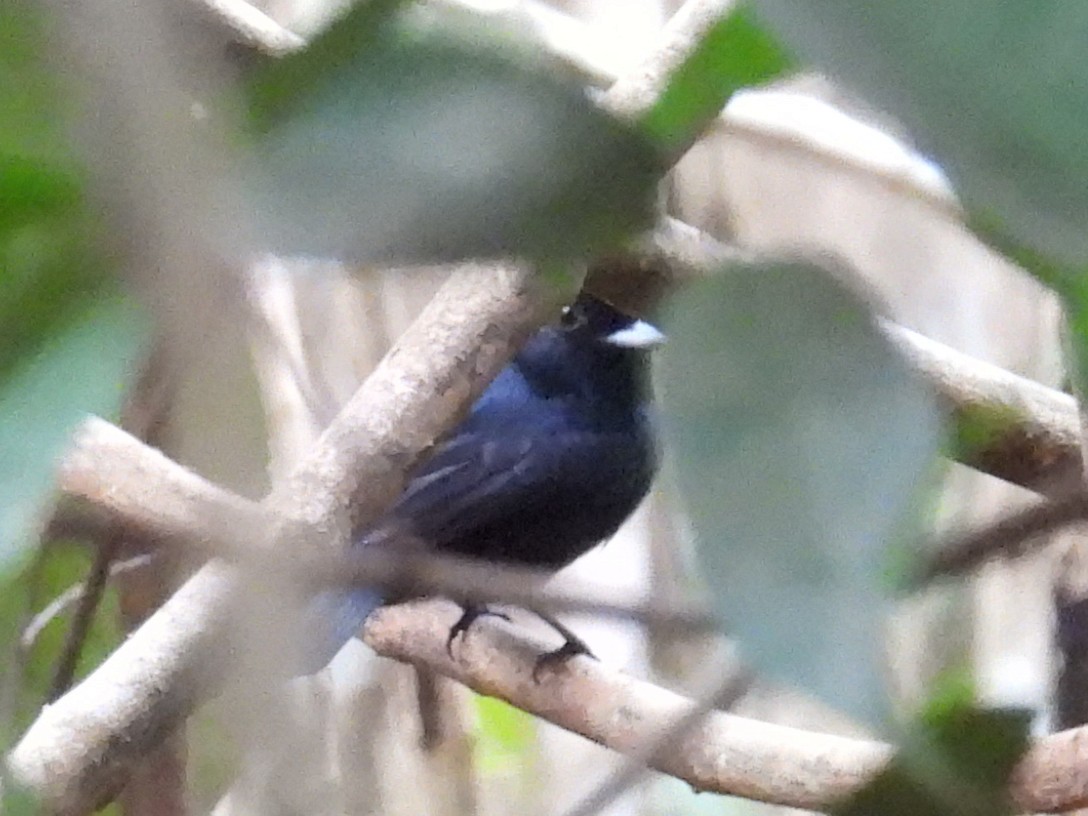 Amazonian Black-Tyrant - ML560524481