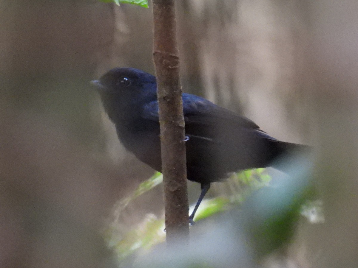 Amazonian Black-Tyrant - ML560524491