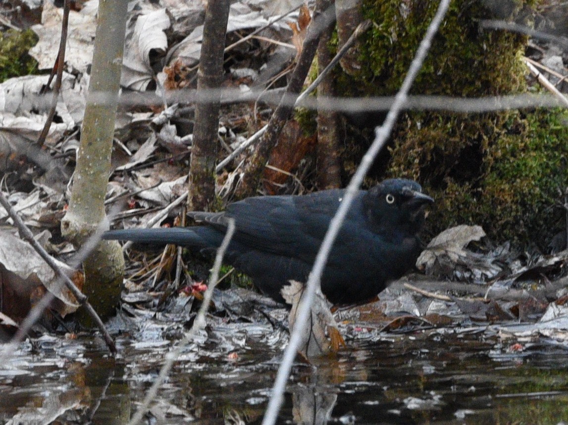 Rusty Blackbird - Wendy Hill