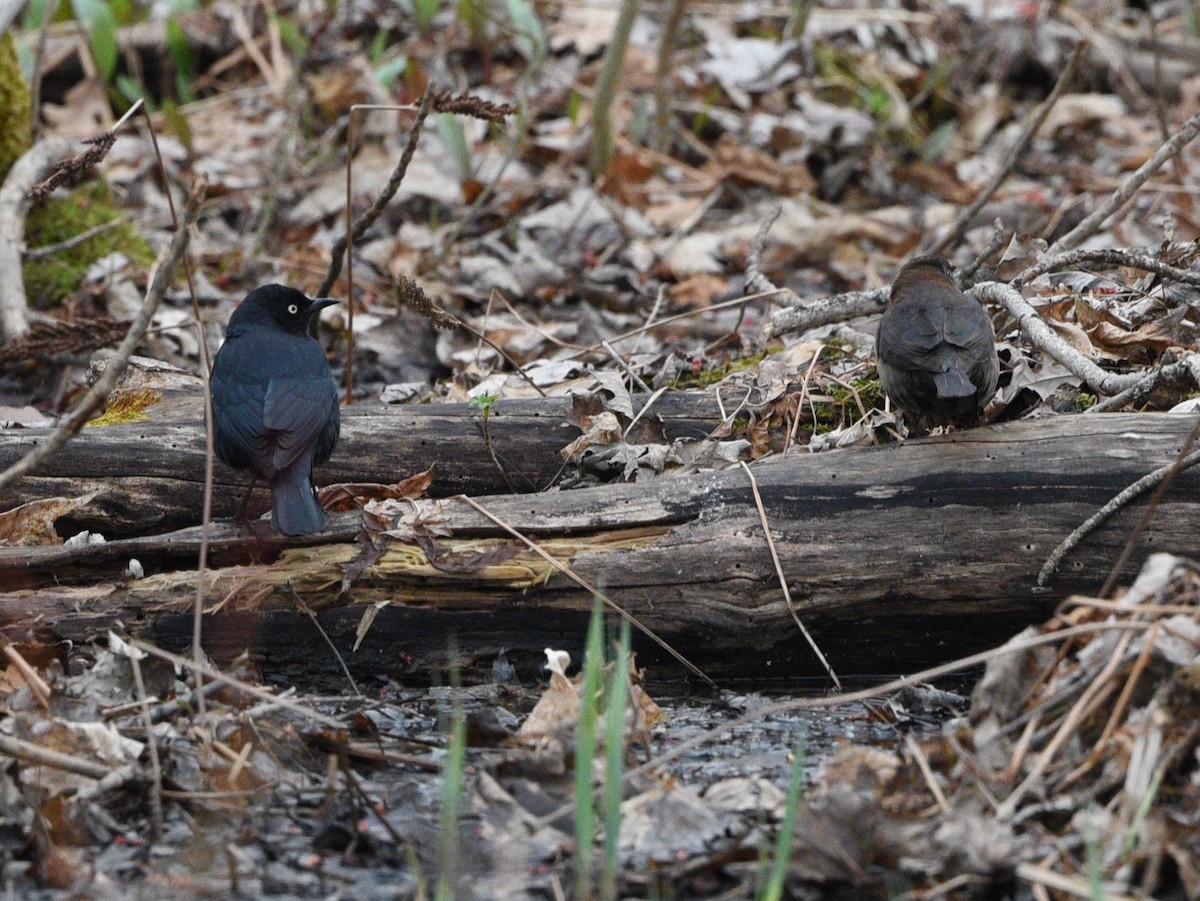 Rusty Blackbird - ML560524651