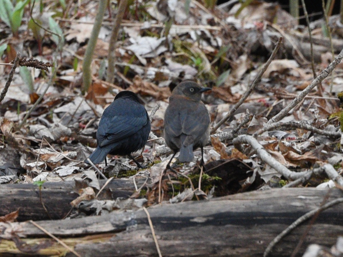 Rusty Blackbird - Wendy Hill