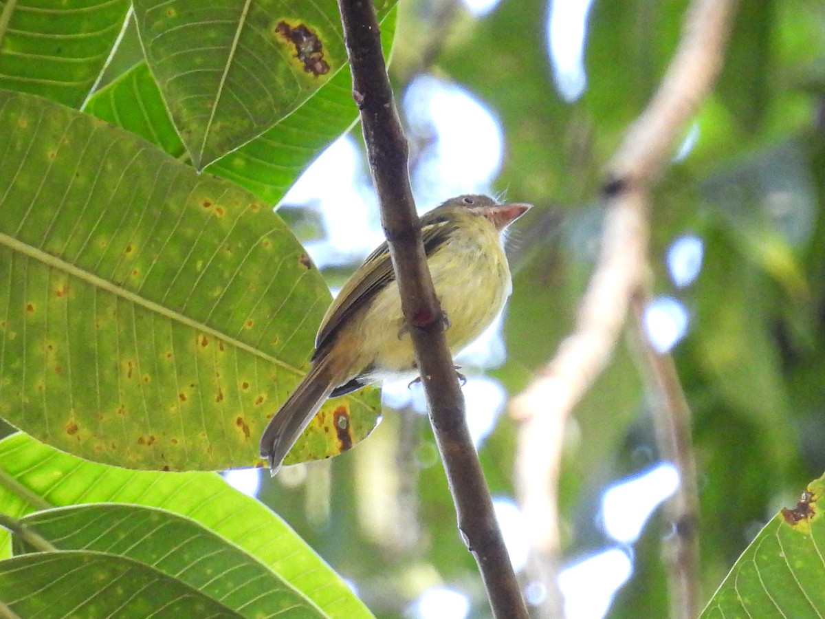 Orange-eyed Flatbill - ML560524921