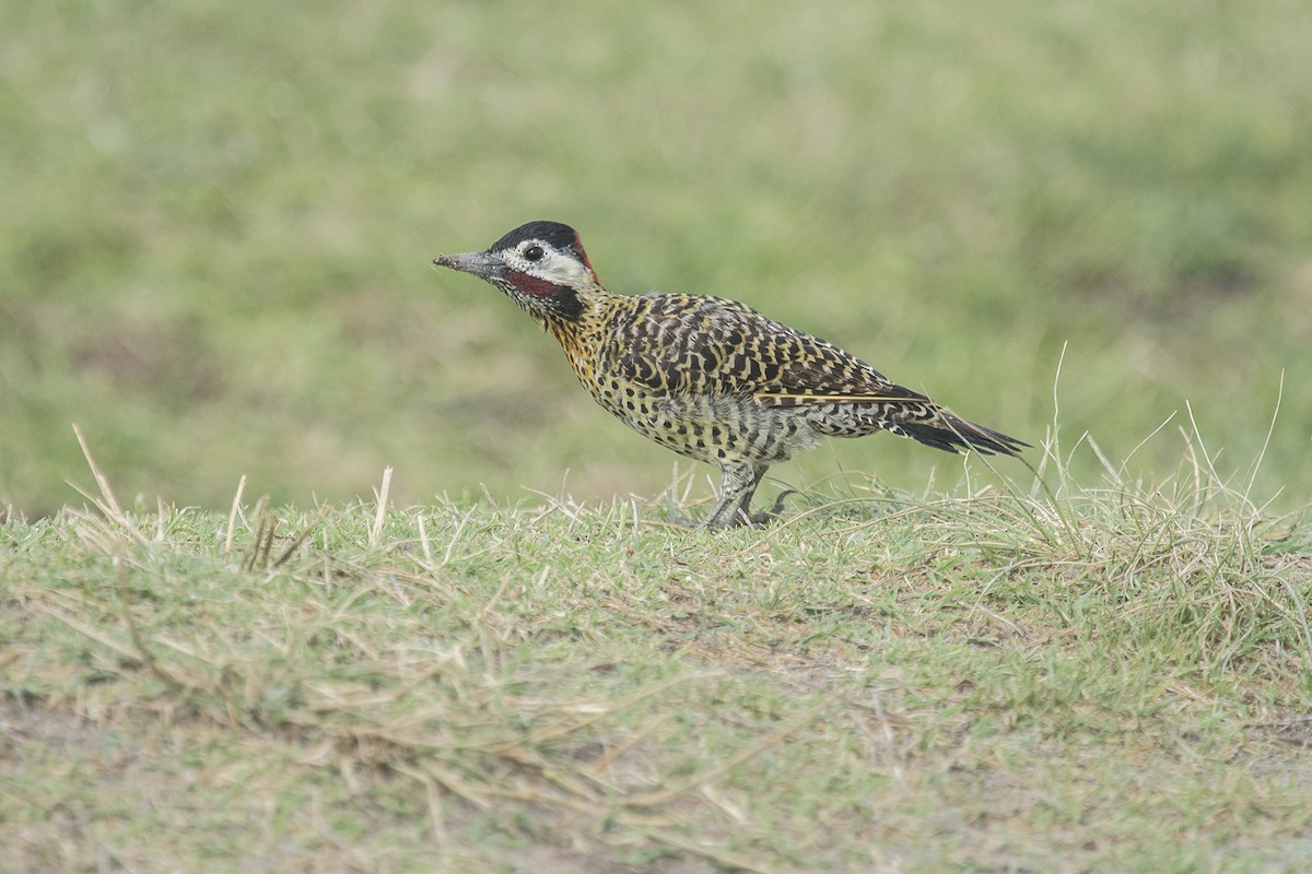 Green-barred Woodpecker - ML560525141